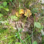 Грибники жалуются на дефицит грибов в алтайских лесах