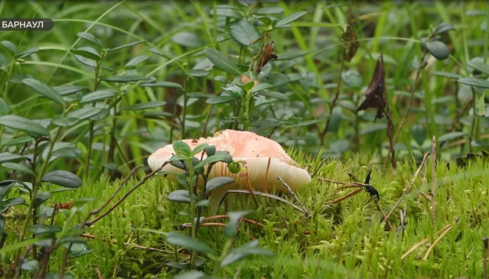 Природа отдыхает, но кое-что в лесах грибники Алтайского края уже находят