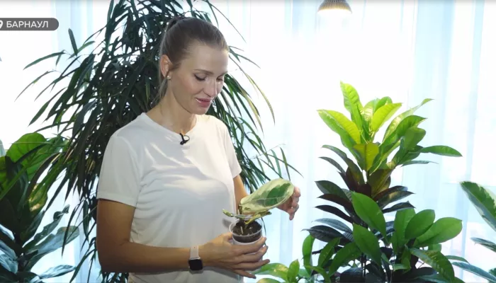 Барнаульский флорист рассказала, как лечат и вдохновляют растения