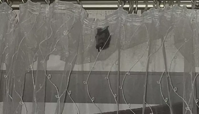 Квартиры в новом барнаульском ЖК подверглись нашествию летучих мышей