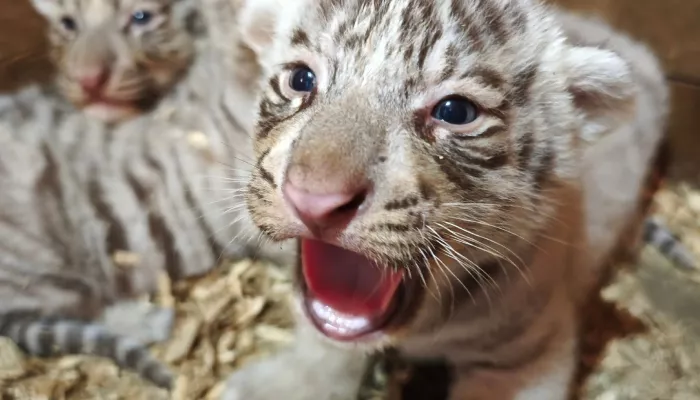 В барнаульском зоопарке показали забавное видео с маленькими тигрятами