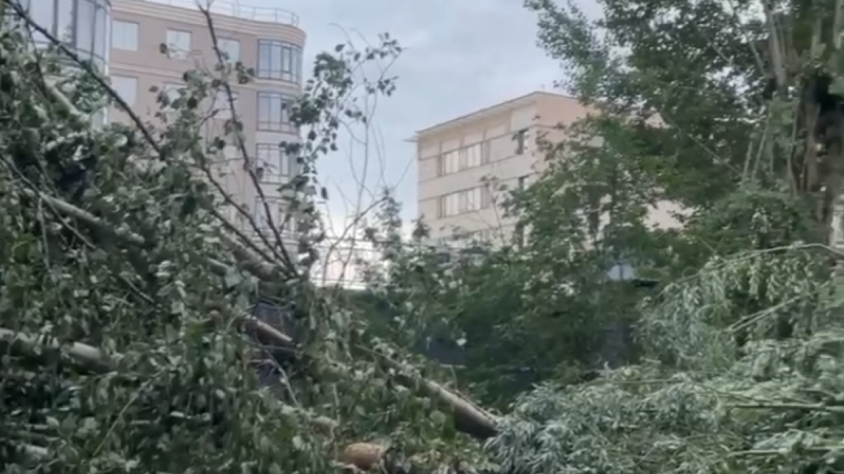 Упавшие во время грозы деревья