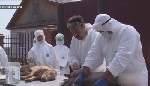 Угрожает ли Алтайскому краю африканская чума свиней