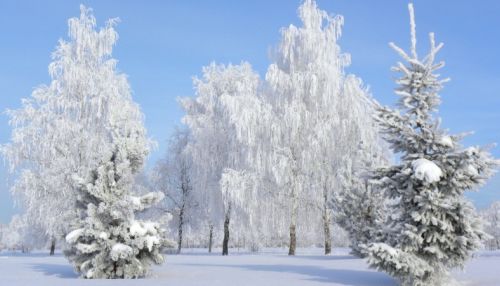 Морозы не отступают: 7 декабря в Алтайском крае до -22 градусов