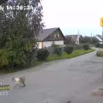 Хозяйская собака набросилась на ребенка в Барнауле