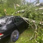 Дерево рухнуло на два автомобиля во время урагана в алтайском селе