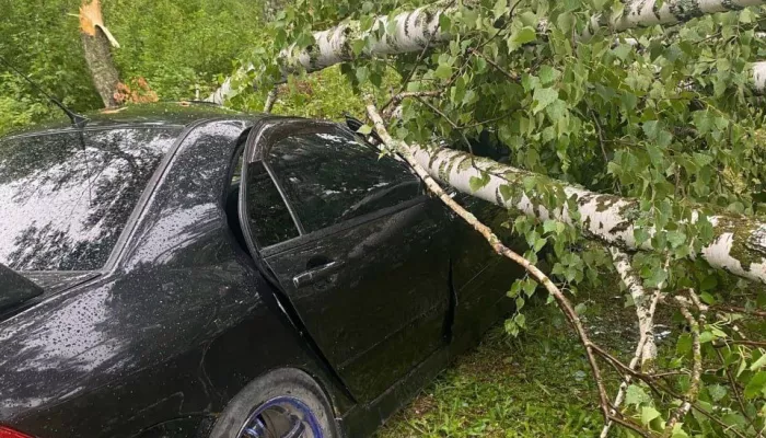 Дерево рухнуло на два автомобиля во время урагана в алтайском селе