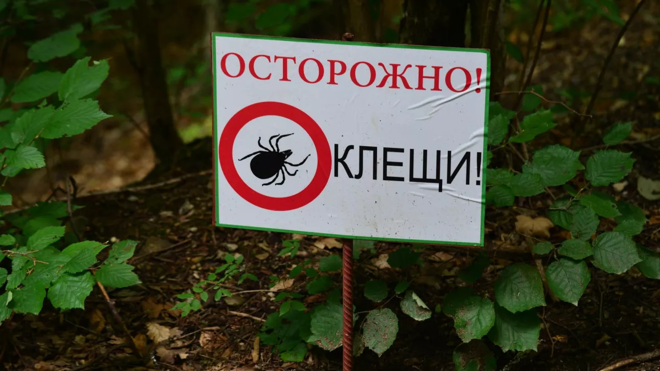 Объявили – вакцины нет: что известно о перебоях с прививками от клеща на Алтае