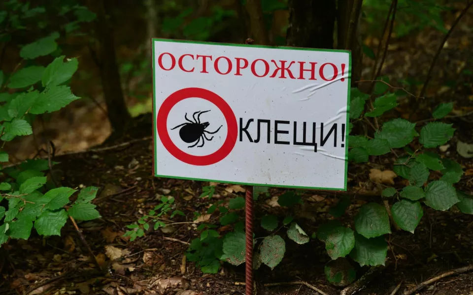 Число укушенных клещами в Республике Алтай превысило 3,2 тысячи человек