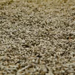 В Алтайском крае выявили 26 тысяч тонн зараженного вредителями зерна