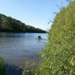 В Алтайском крае мужчина утонул в реке, купаясь в неположенном месте