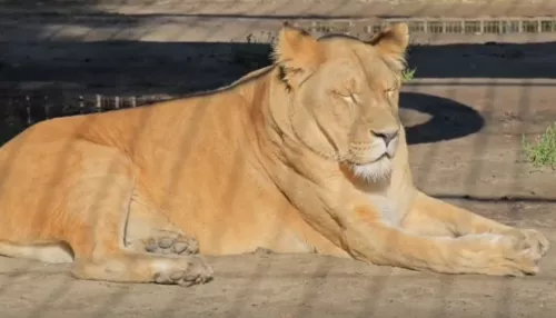 В барнаульском зоопарке показали, как сонная львица греется на солнце