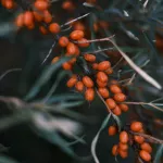 Ученые нашли в облепиховых листьях вещество против рака
