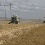 Меньше и лучше: в Алтайском крае оценили виды на урожай после экстремальной засухи