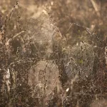 Алтайский фотограф запечатлел удивительное количество паутины на полях