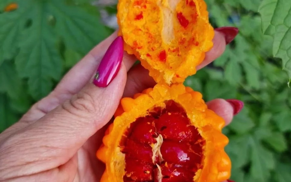 Экзотическую момордику из жарких тропиков вырастила жительница Алтайского края