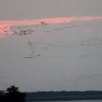 Тысячи кружащих в закате журавлей запечатлели в Алтайском крае. Видео