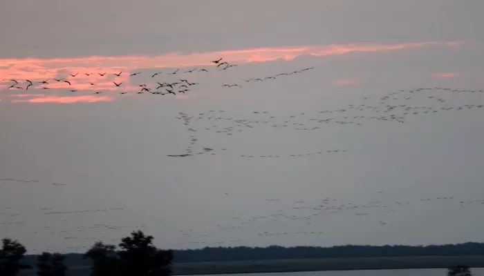 Тысячи кружащих в закате журавлей запечатлели в Алтайском крае. Видео