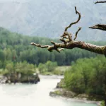 Россиянка проехала по Республике Алтай, следуя маршруту от нейросети