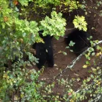 В Алтайском заповеднике сняли на видео трудолюбивых медведей, которые роют берлогу