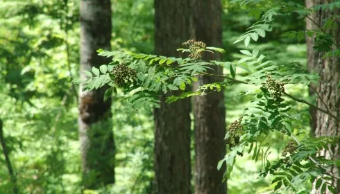 Более 8 тысяч человек пострадали от укусов клещей в Алтайском крае