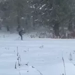 Уже на лыжах!: на Семинском перевале лег снег, как зимой. Видео