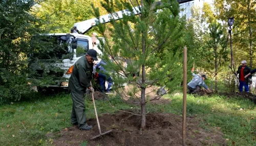 В Барнауле на улице Малахова высадили молодые сосны