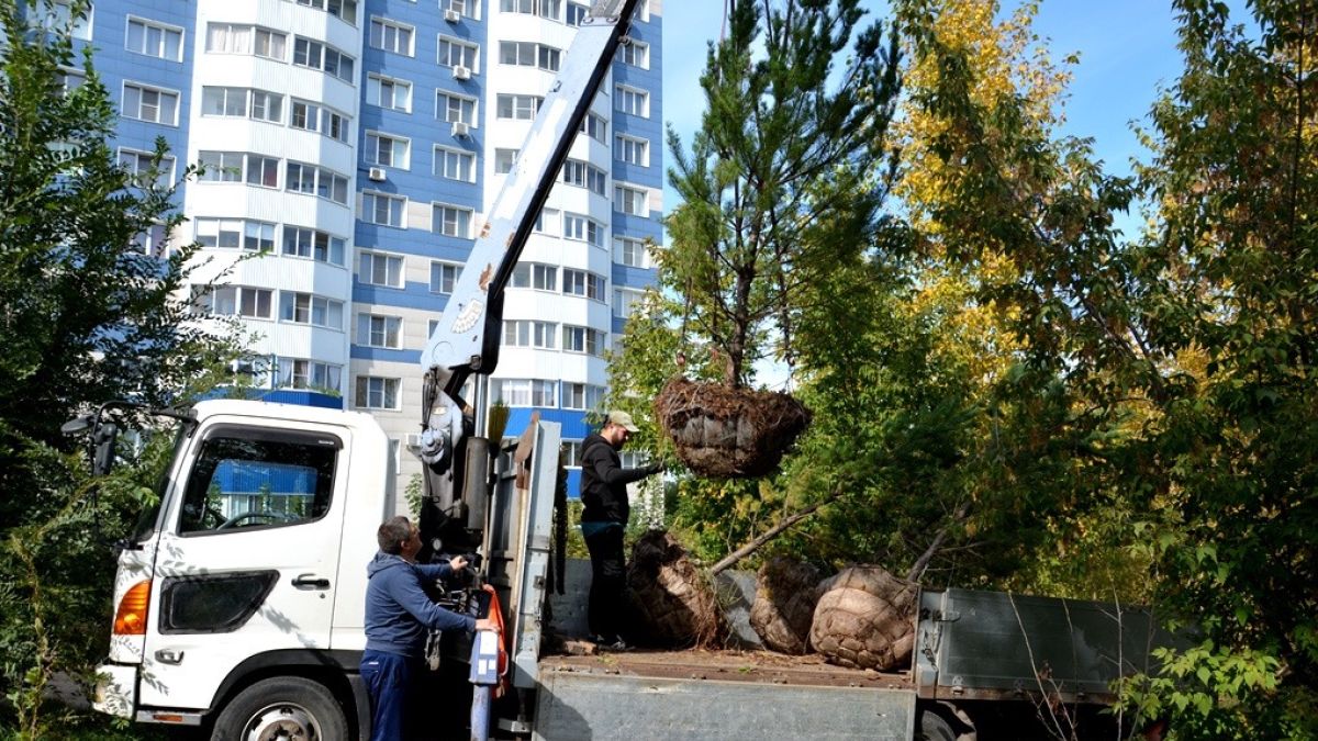 Посадка деревьев в Барнауле