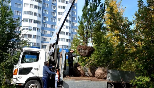 В барнаульском парке Юбилейный и парке имени Ленина высадят еще 200 деревьев