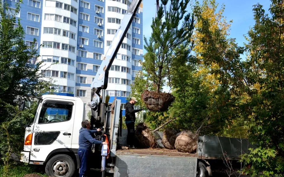 В барнаульском парке Юбилейный и парке имени Ленина высадят еще 200 деревьев
