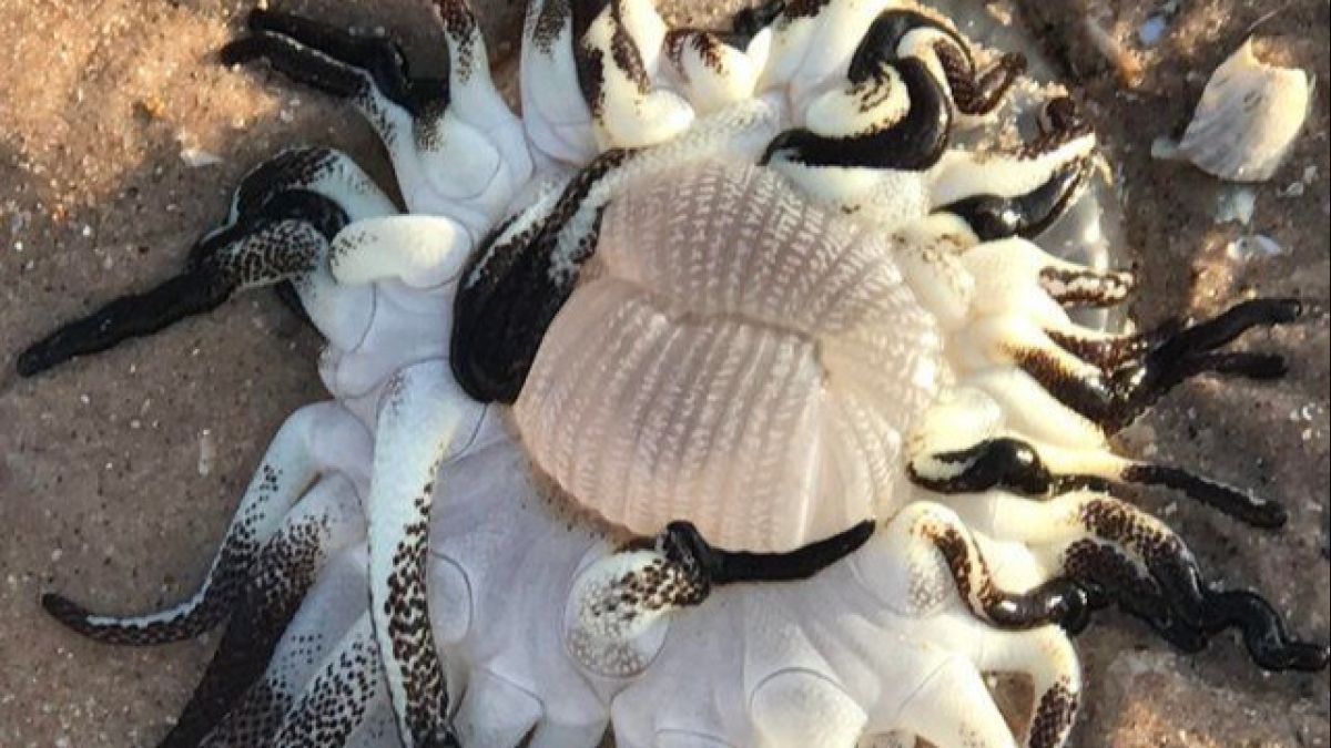 Морское "чудовище" с десятками щупалец обнаружили в Австралии 