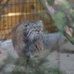 Пухлый манул Пепе из барнаульского зоопарка готовится к зиме. Фото и видео