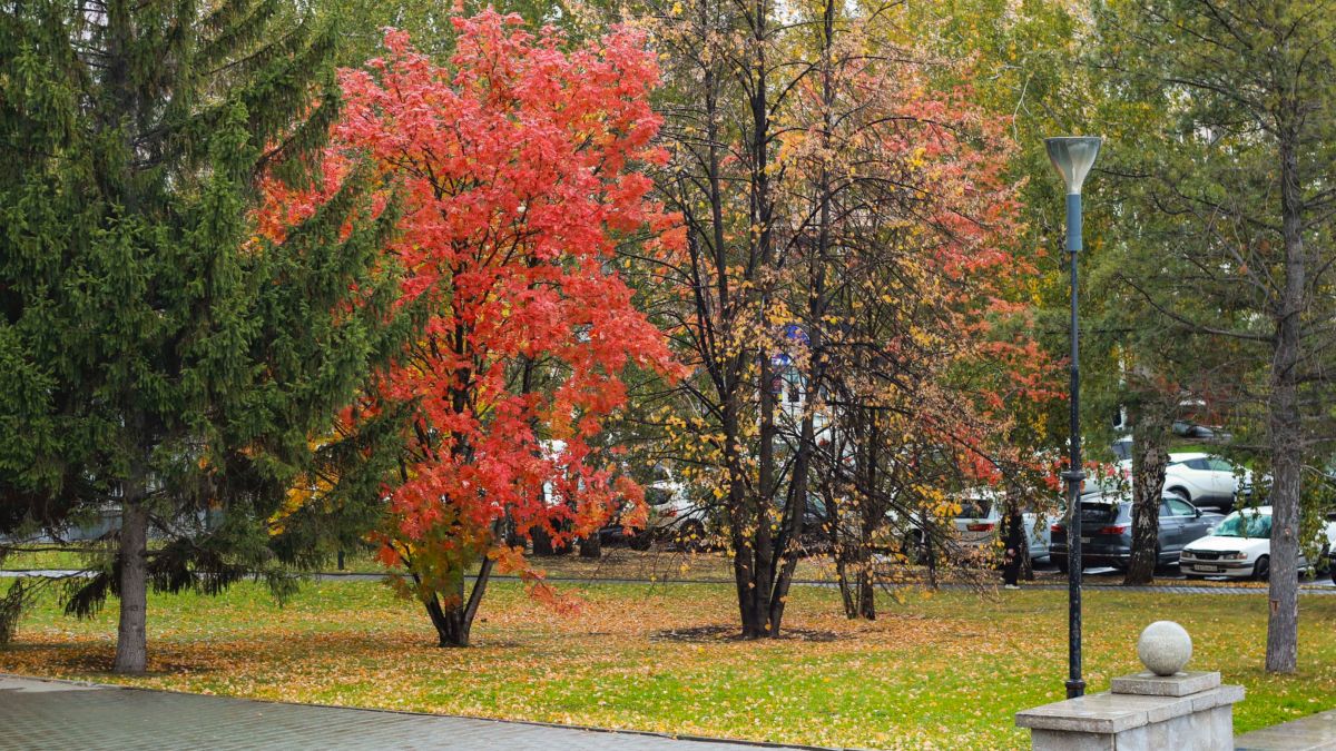 Осень в Барнауле