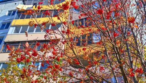 Золотая осень: в Алтайском крае снова потеплеет до +15 градусов