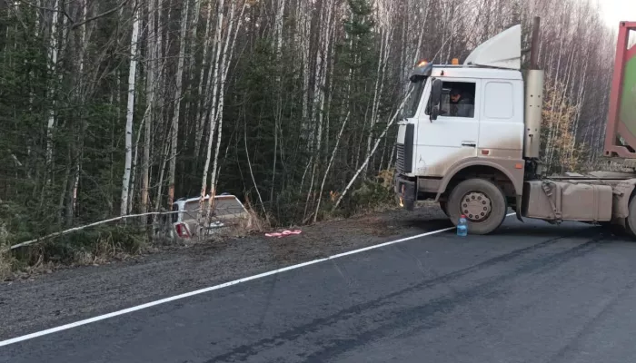 Медведь спровоцировал массовую аварию в Иркутской области