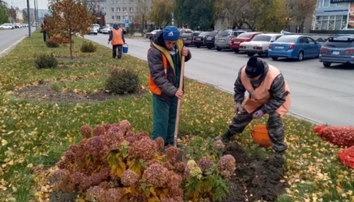 Десятки тысяч тюльпанов украсят Барнаул следующей весной