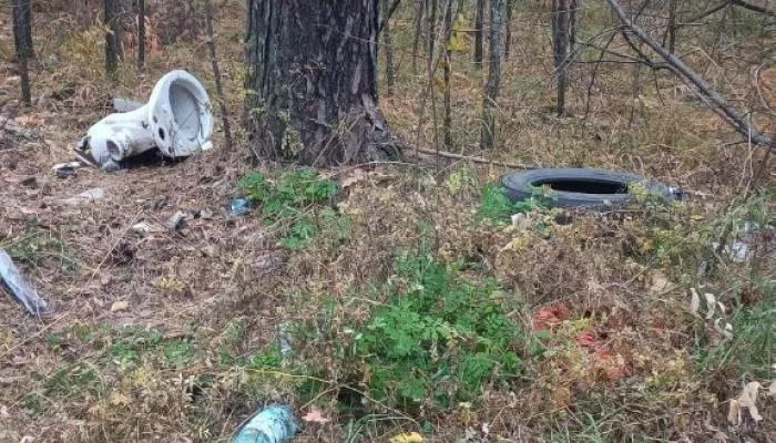 В Бийске под сосной нашли унитаз: лес превратили в свалку. Фото