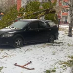 В двух дворах Барнаула на машины рухнули дерево и огромная ветка. Фото