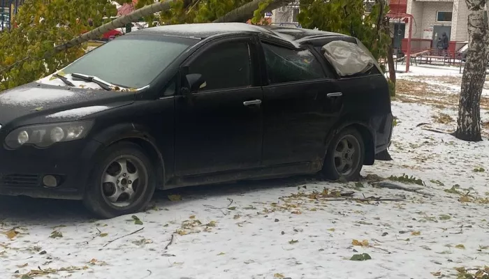 В двух дворах Барнаула на машины рухнули дерево и огромная ветка. Фото