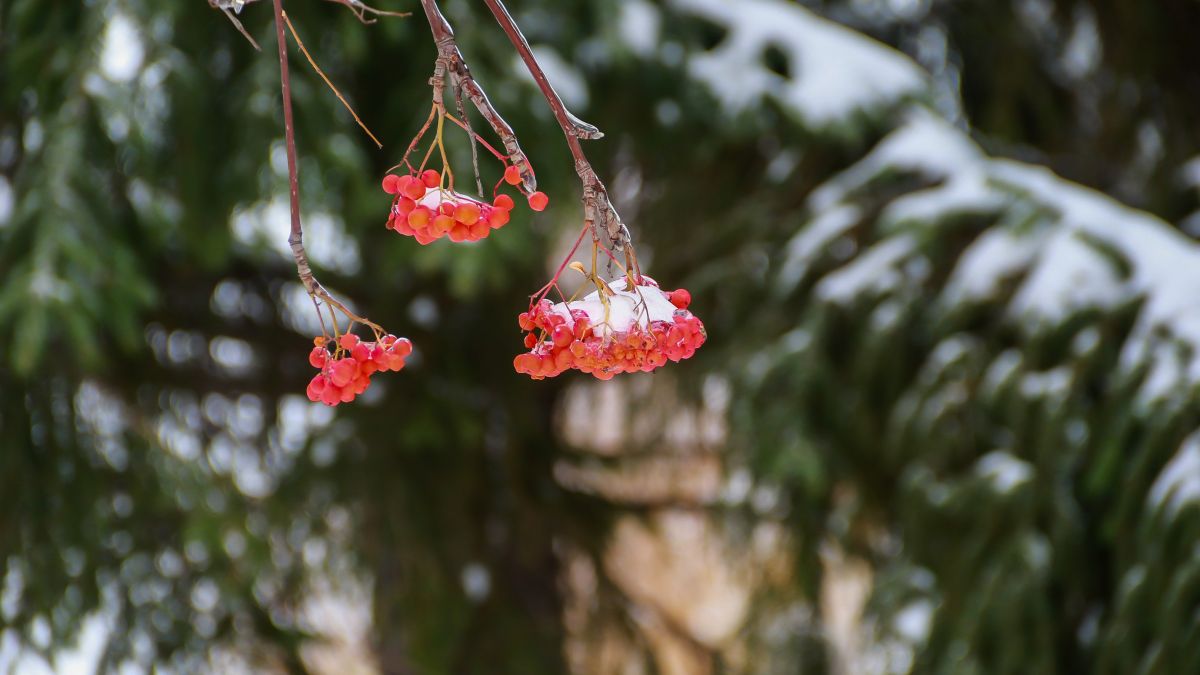 Дожди, снег и сильный ветер: в Алтайском крае передали штормовое предупреждение Осенний Барнаул, укрытый снегом. 13 октября 2024 года