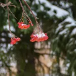 Дожди, снег и сильный ветер: в Алтайском крае передали штормовое предупреждение