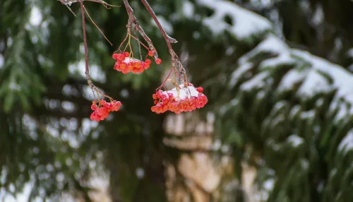Дожди, снег и сильный ветер: в Алтайском крае передали штормовое предупреждение