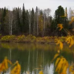 В Республике Алтай ликвидировали уже 168 медведей, которые вышли к селам