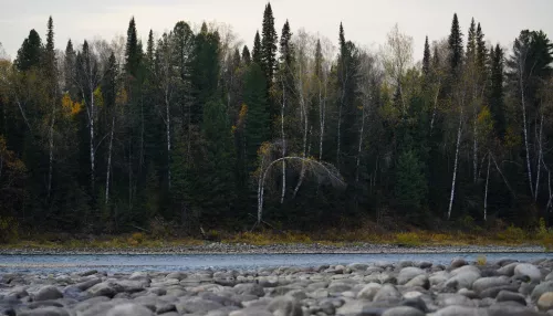 Государству вернут около девяти тысяч квадратов земли у реки Бии в Республике Алтай