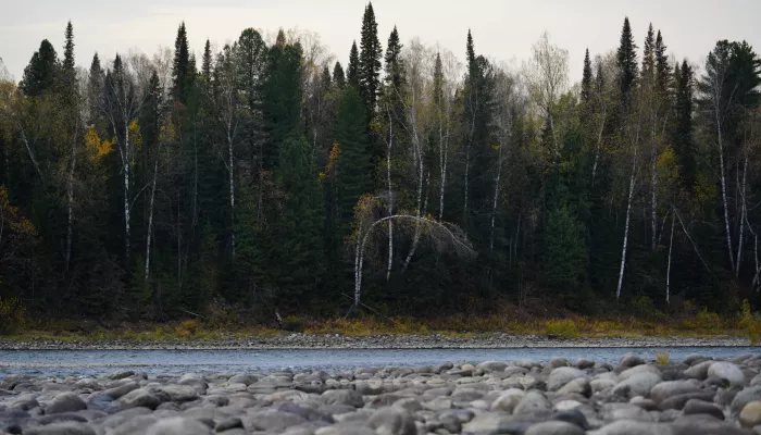 Государству вернут около девяти тысяч квадратов земли у реки Бии в Республике Алтай