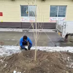 Снег не помеха: в Барнауле высаживают деревья. Фото