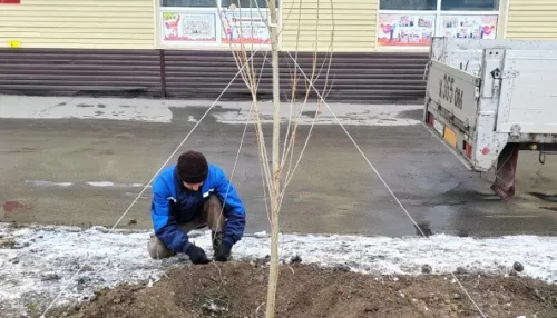 Снег не помеха: в Барнауле высаживают деревья. Фото