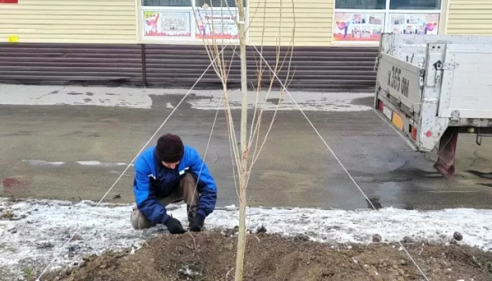 Снег не помеха: в Барнауле высаживают деревья. Фото