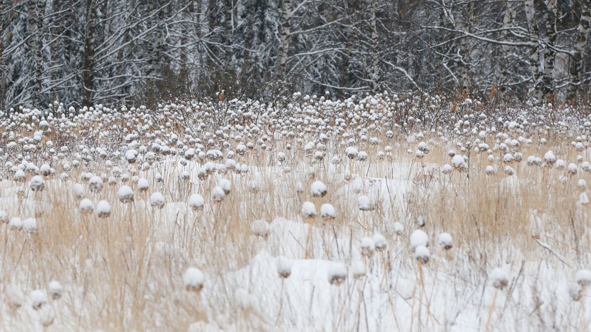 Тайга в окрестностях Салаирского кряжа (о.п. Тогулёнок, Заринский район)