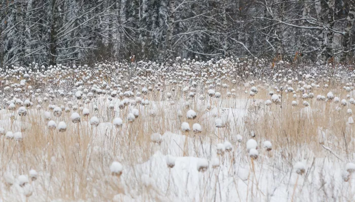 Механизм подсчета предела посетителей природных туробъектов утвердили на Алтае